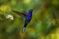 Kolibrik fialkovy - Campylopterus hemileucurus - Violet Sabrewing 6013-1